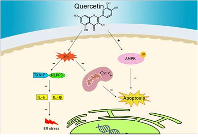 Endoplasmic reticulum as a target in cardiovascular diseases: Is there a role for flavonoids?